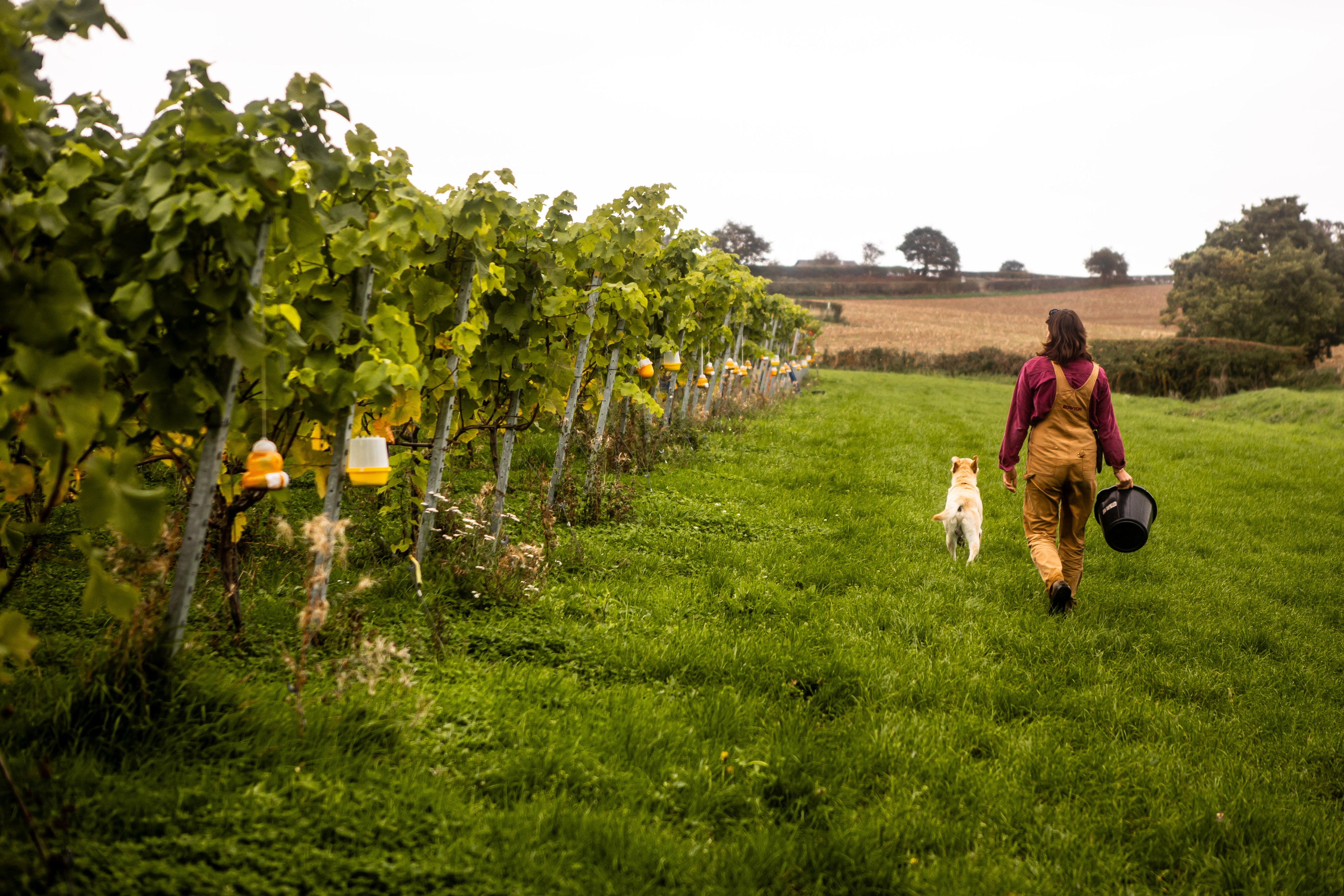 Person walking a dog through a orchard.
