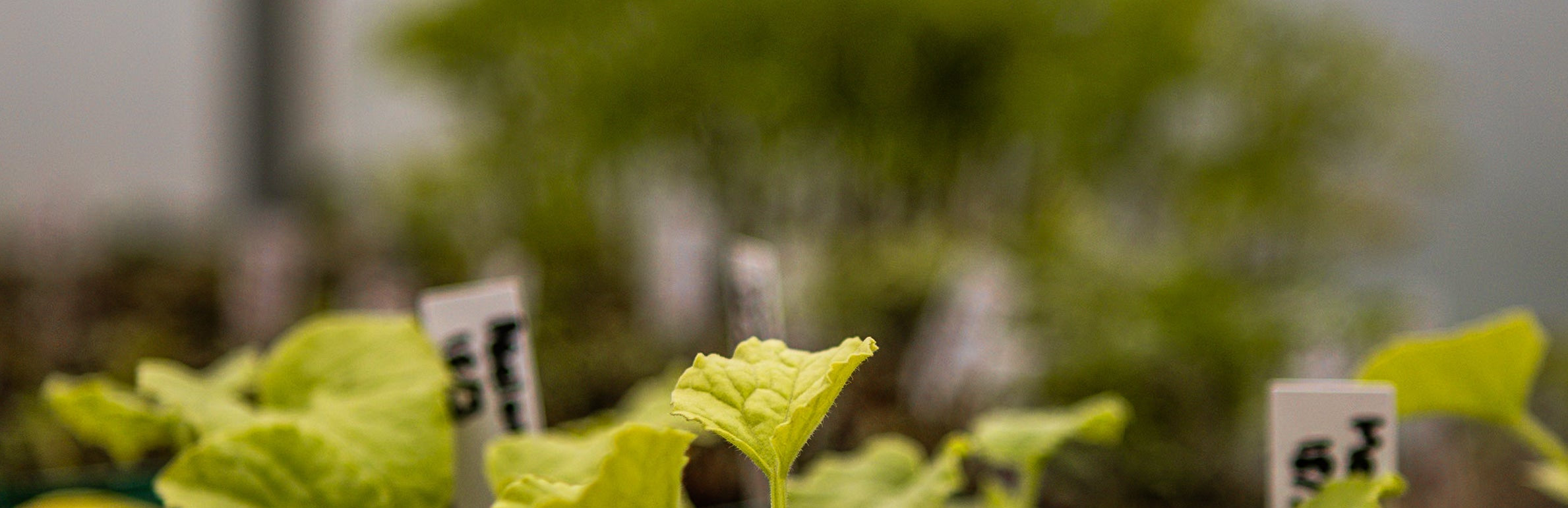Young plants in small pots with labels in a greenhouse setting