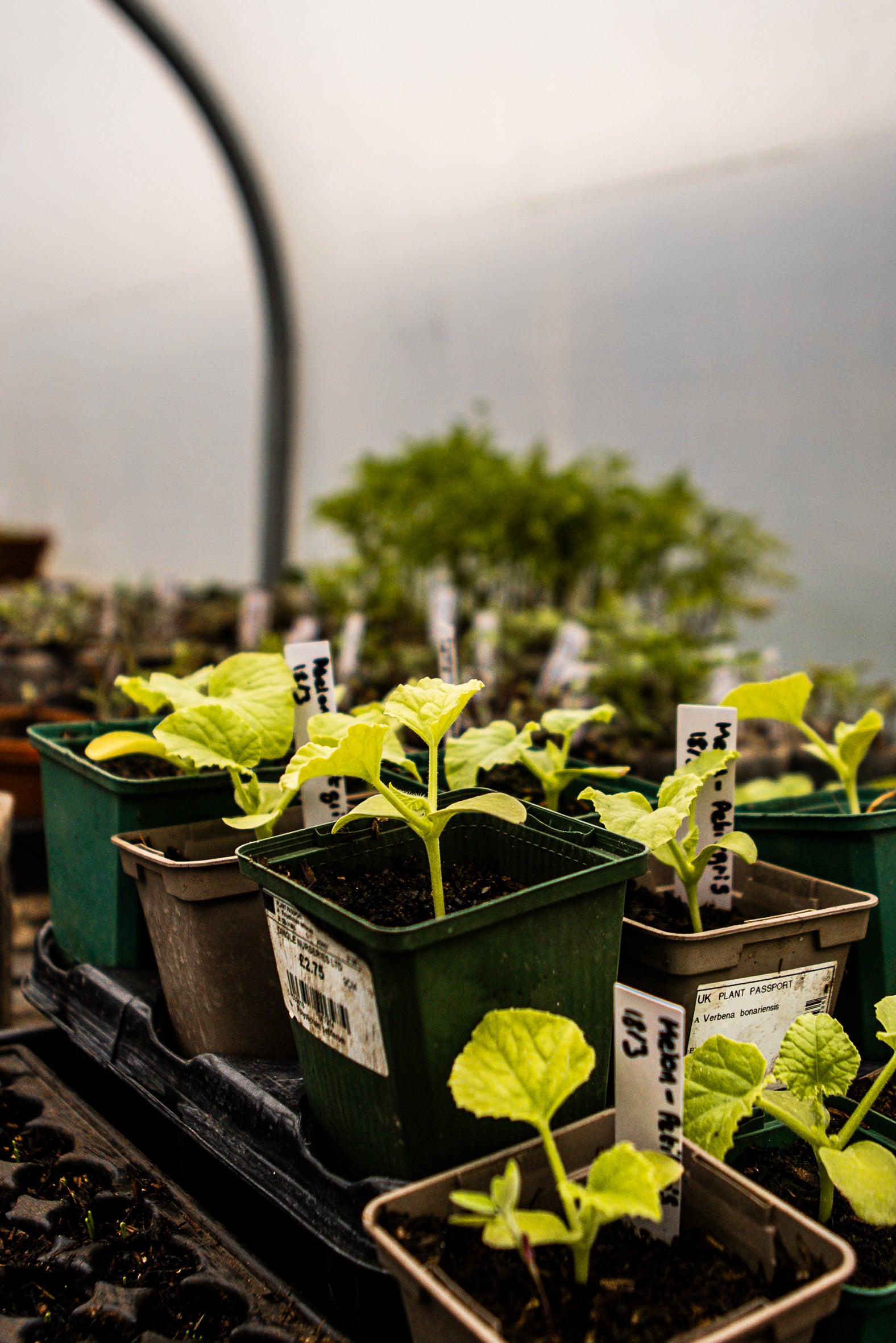 Seedlings in small pots with labels in a greenhouse setting