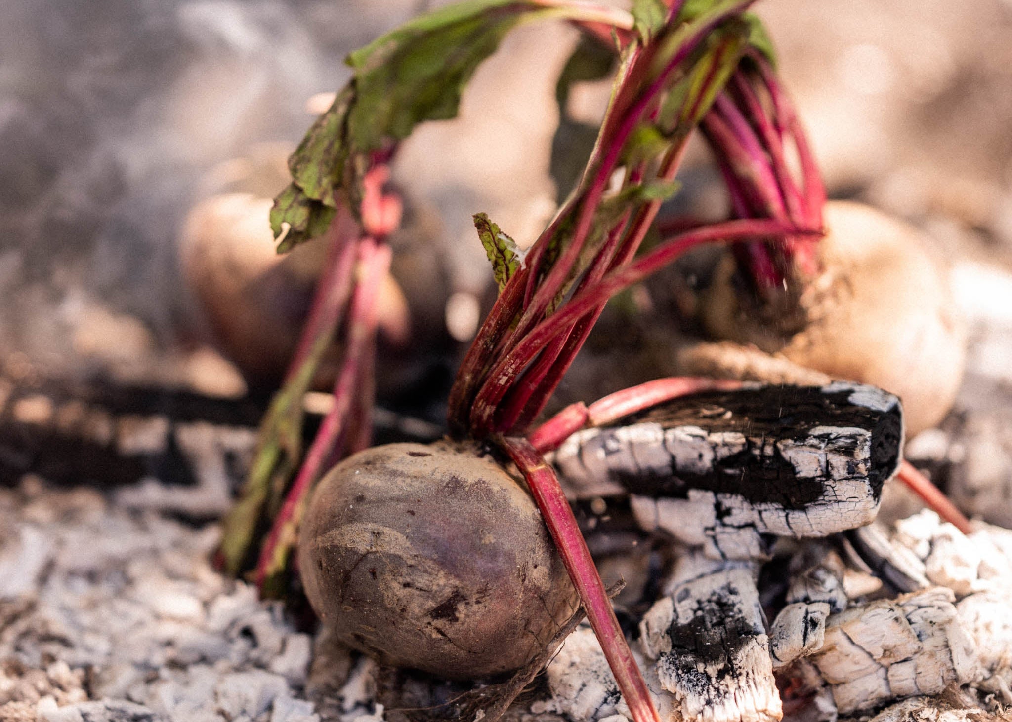 Beets with green tops on a bed of charcoal