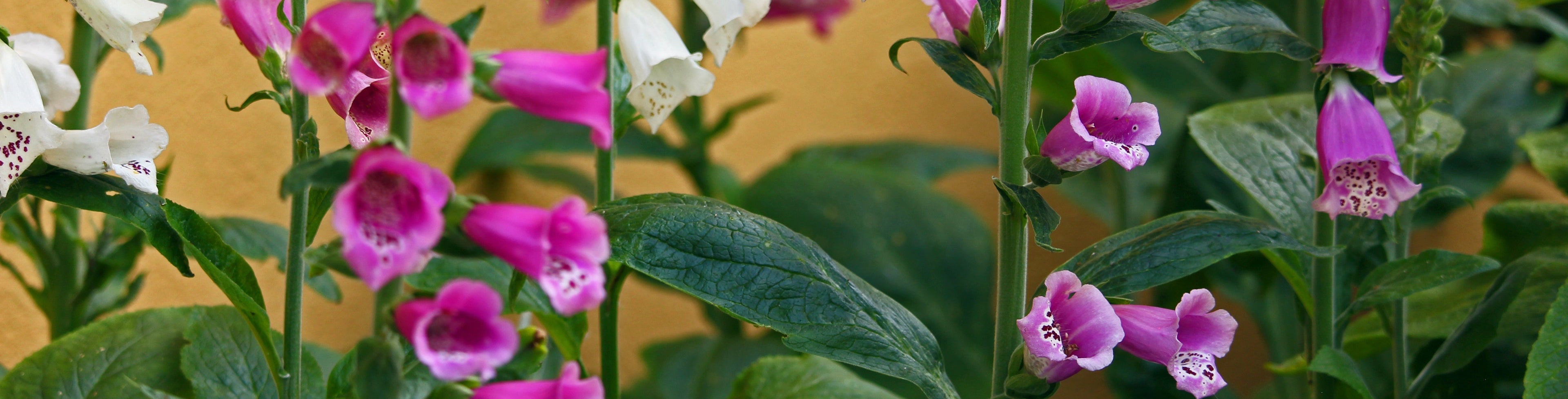 Colorful foxglove flowers against a yellow background