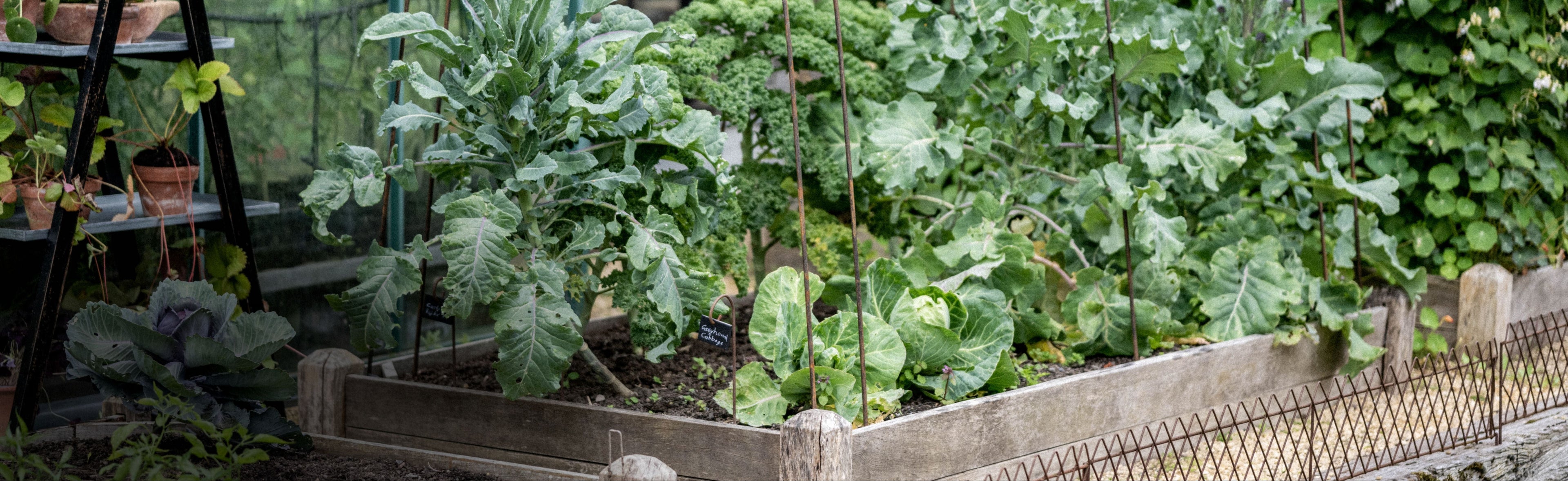 Vegetable garden with various plants and a wooden planter.