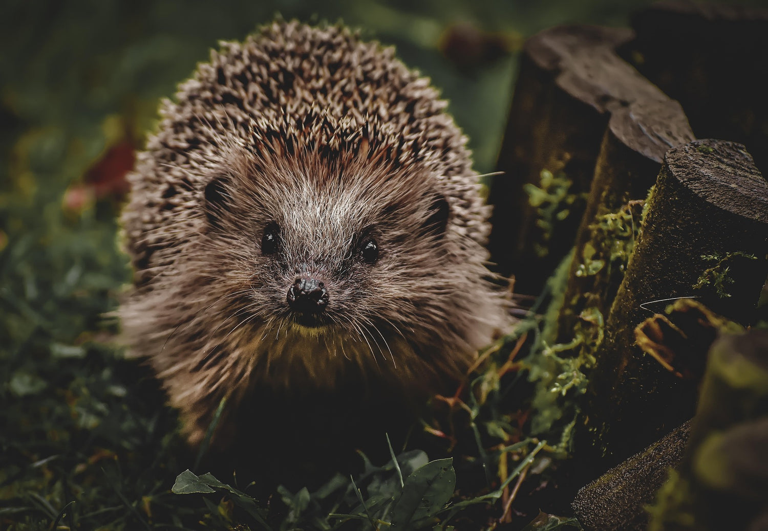 Hedgehog in a natural setting with greenery