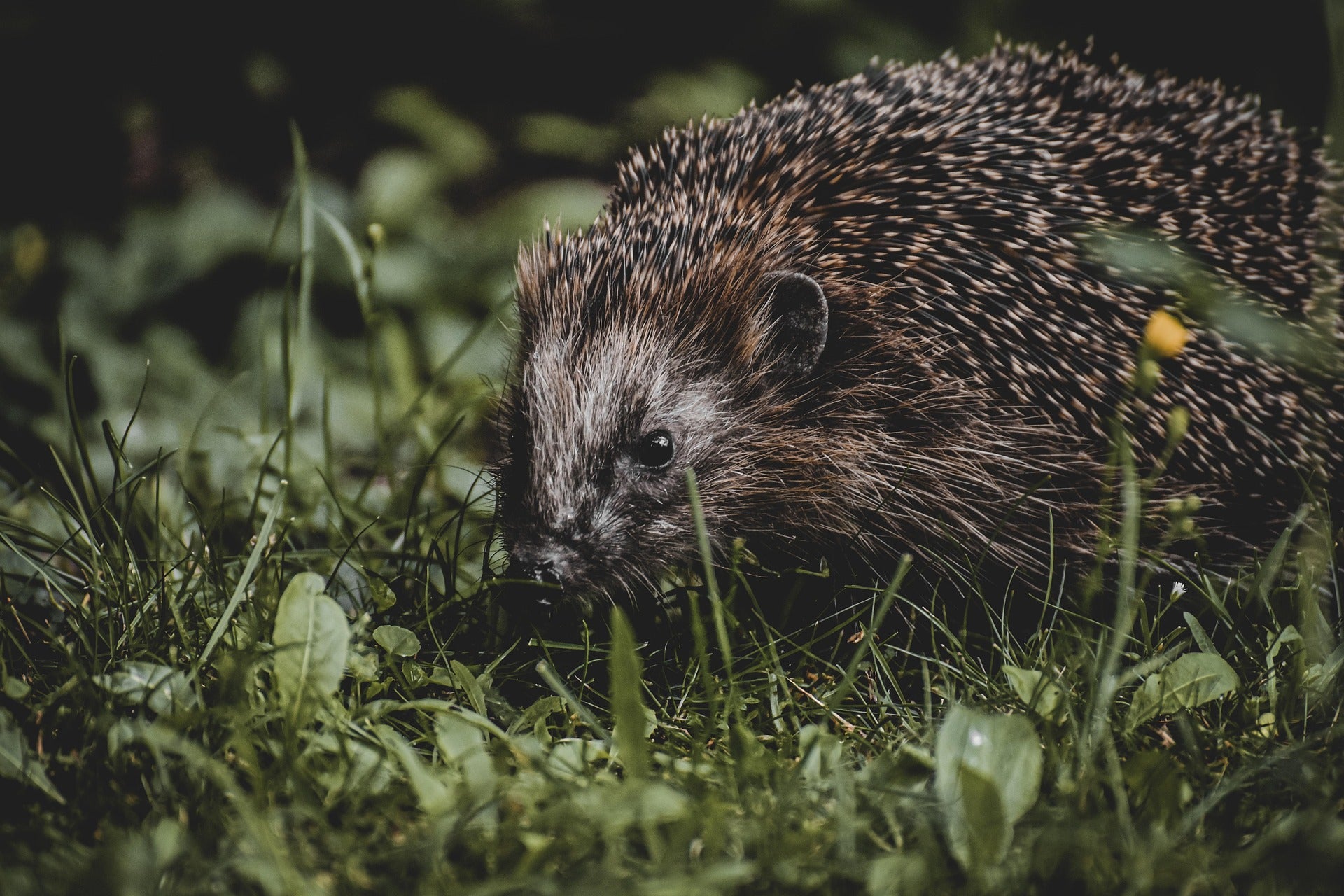 Hedgehog in a grassy field