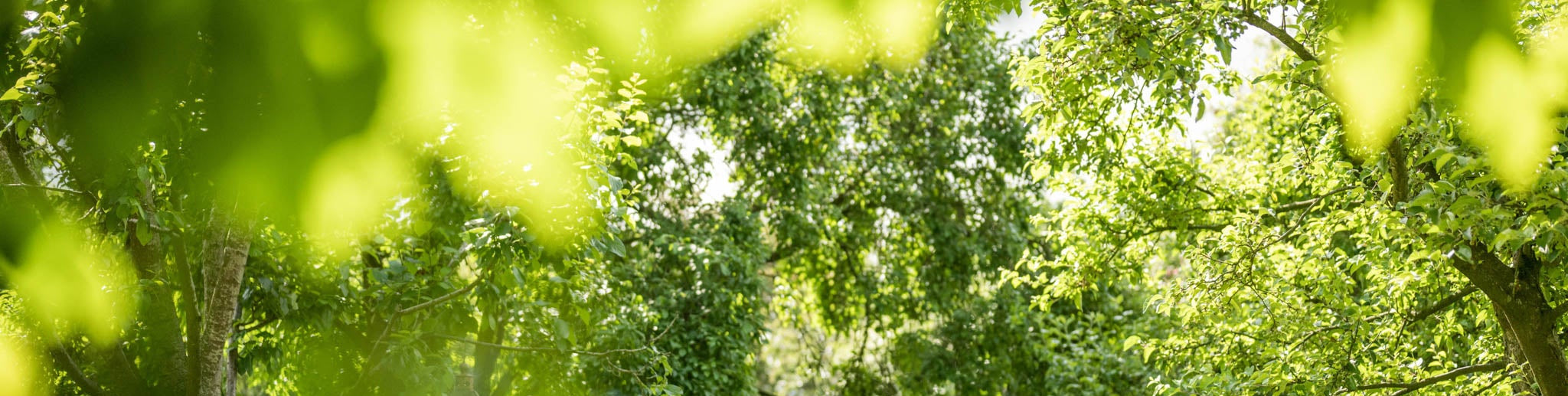 Blurred tress and leaves in a sunny setting