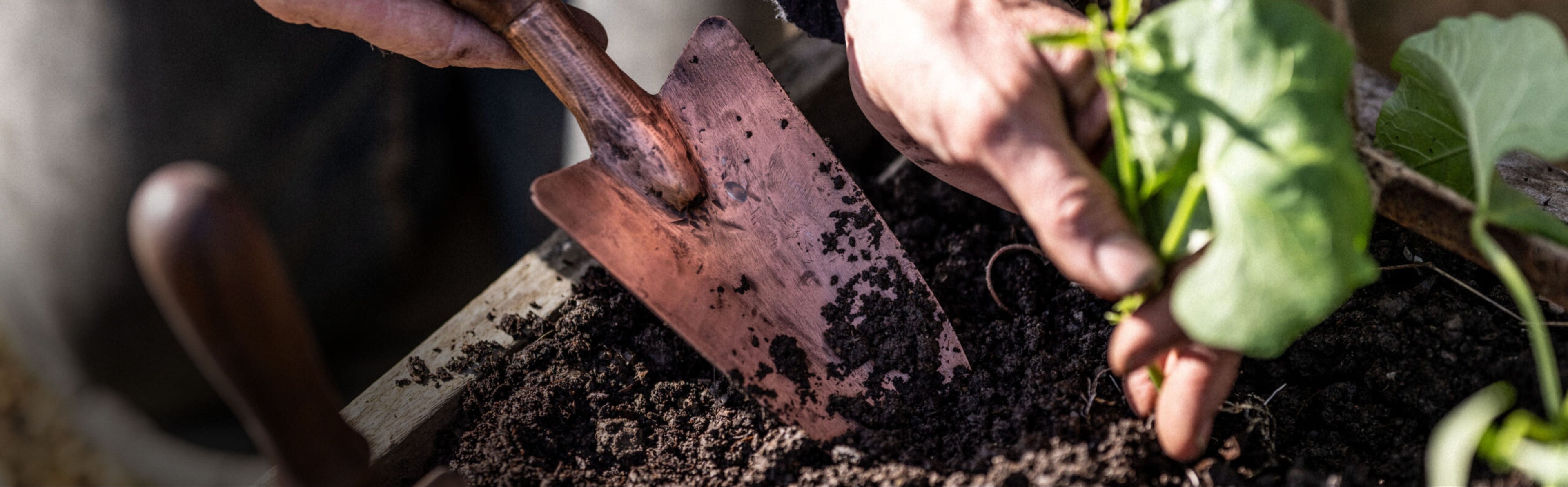 Trowel digging in soil to plant a seedling