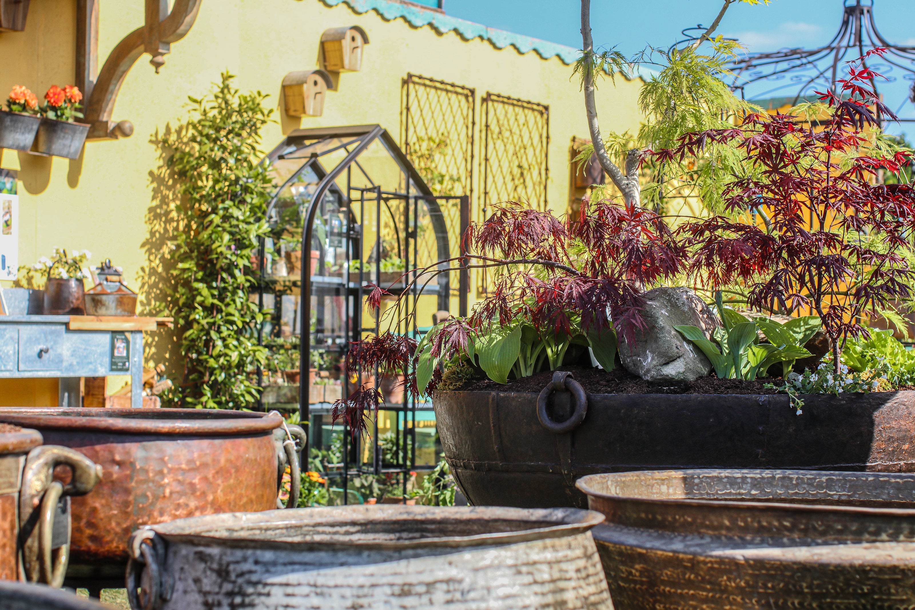 Outdoor garden scene with various potted plants and a yellow wall in the background.