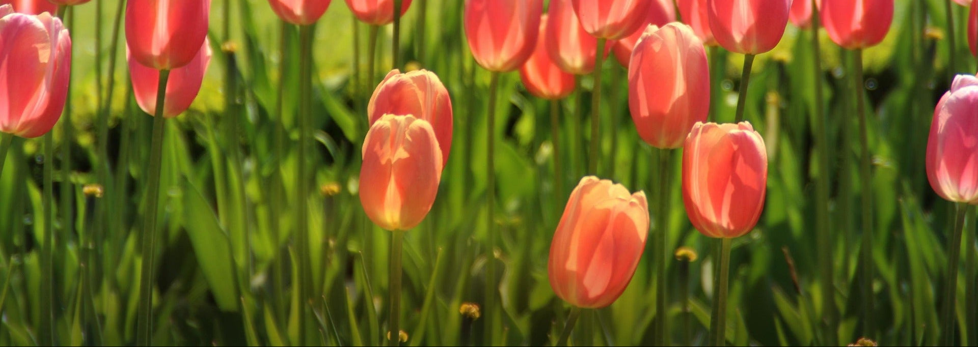Pink tulips in a field with a blurred background