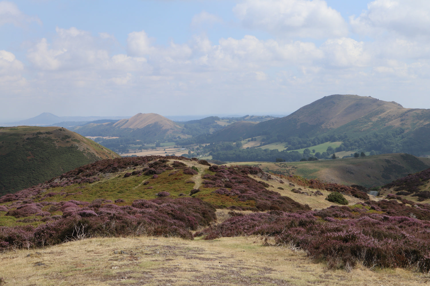 Scenic view of rolling hills with purple heather under a blue sky in Shropshire.