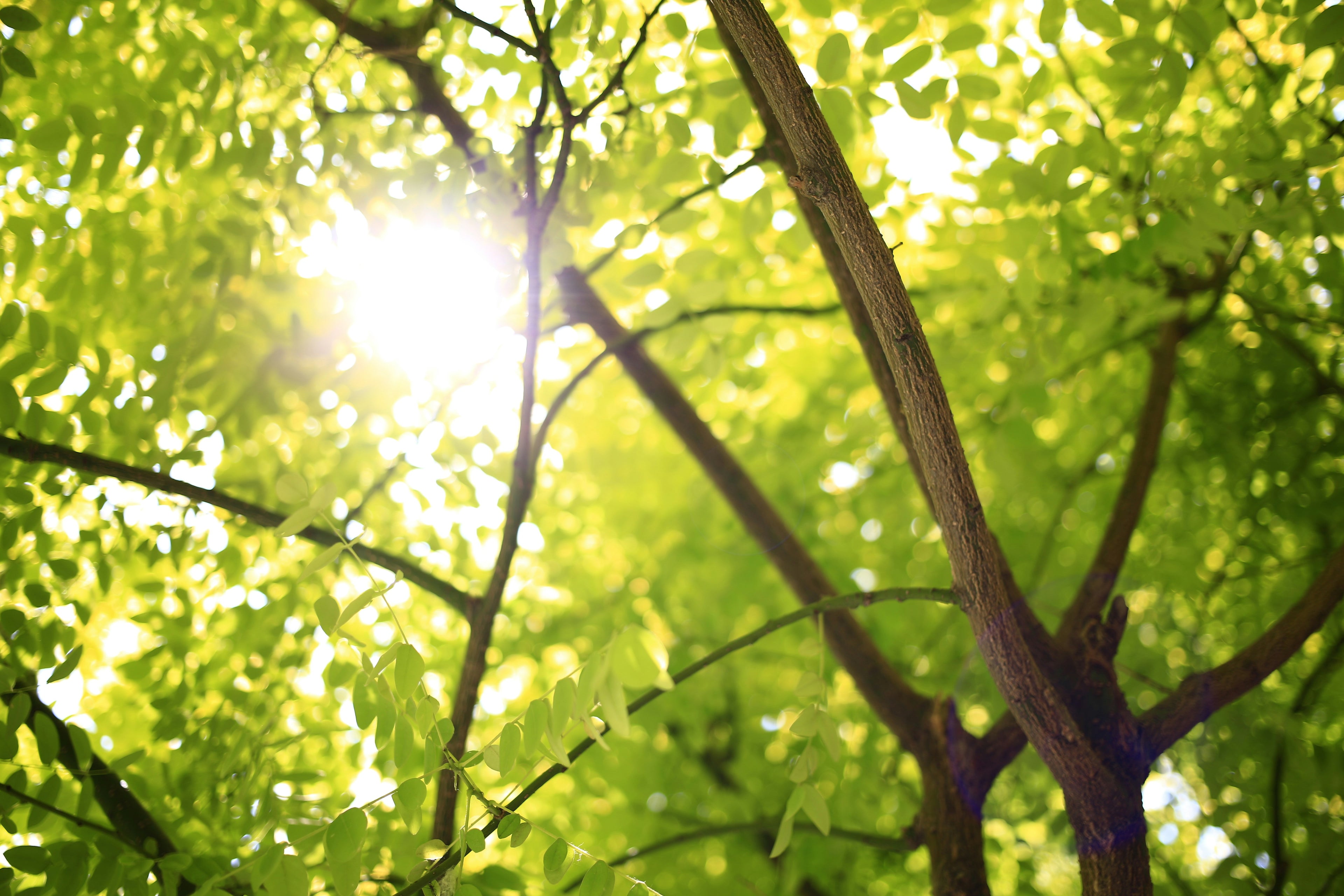 Sunlight streaming through a lush green tree canopy, with bright leaves and branches softly backlit to create a warm, natural woodland atmosphere.