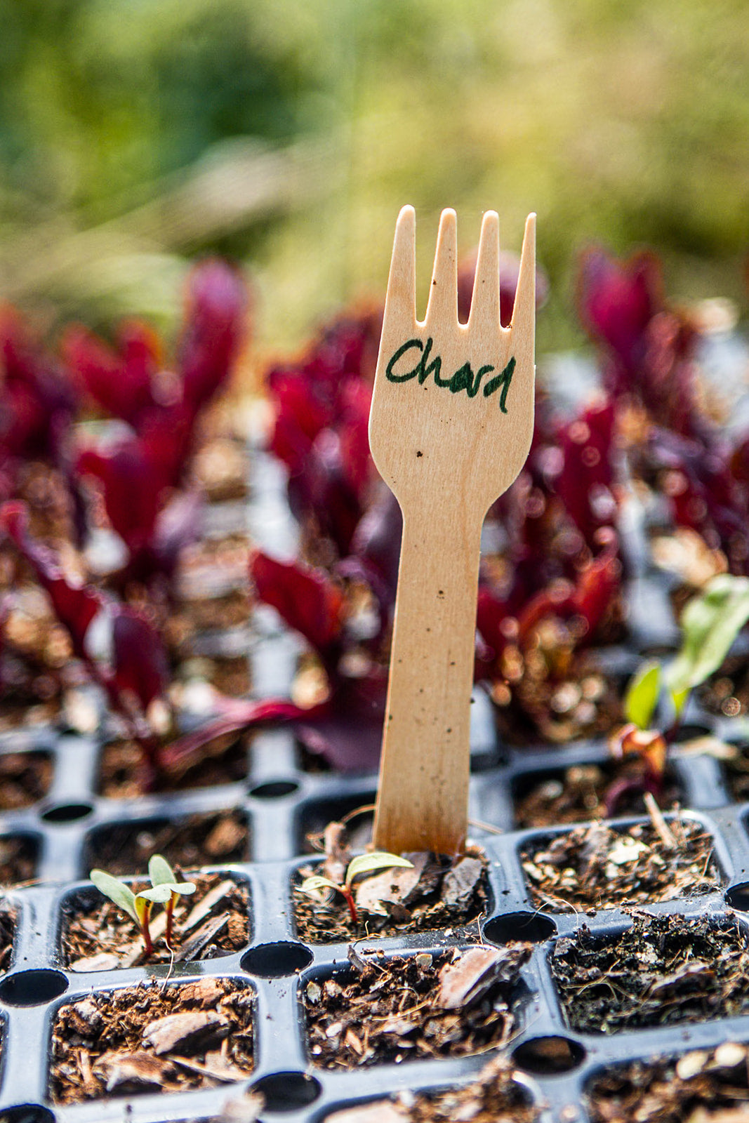 A wooden garden label fork with the word 'Chart' written on it, standing in a black seed-starting tray filled with soil and small green and red plants, photographed outdoors with a blurred natural background.