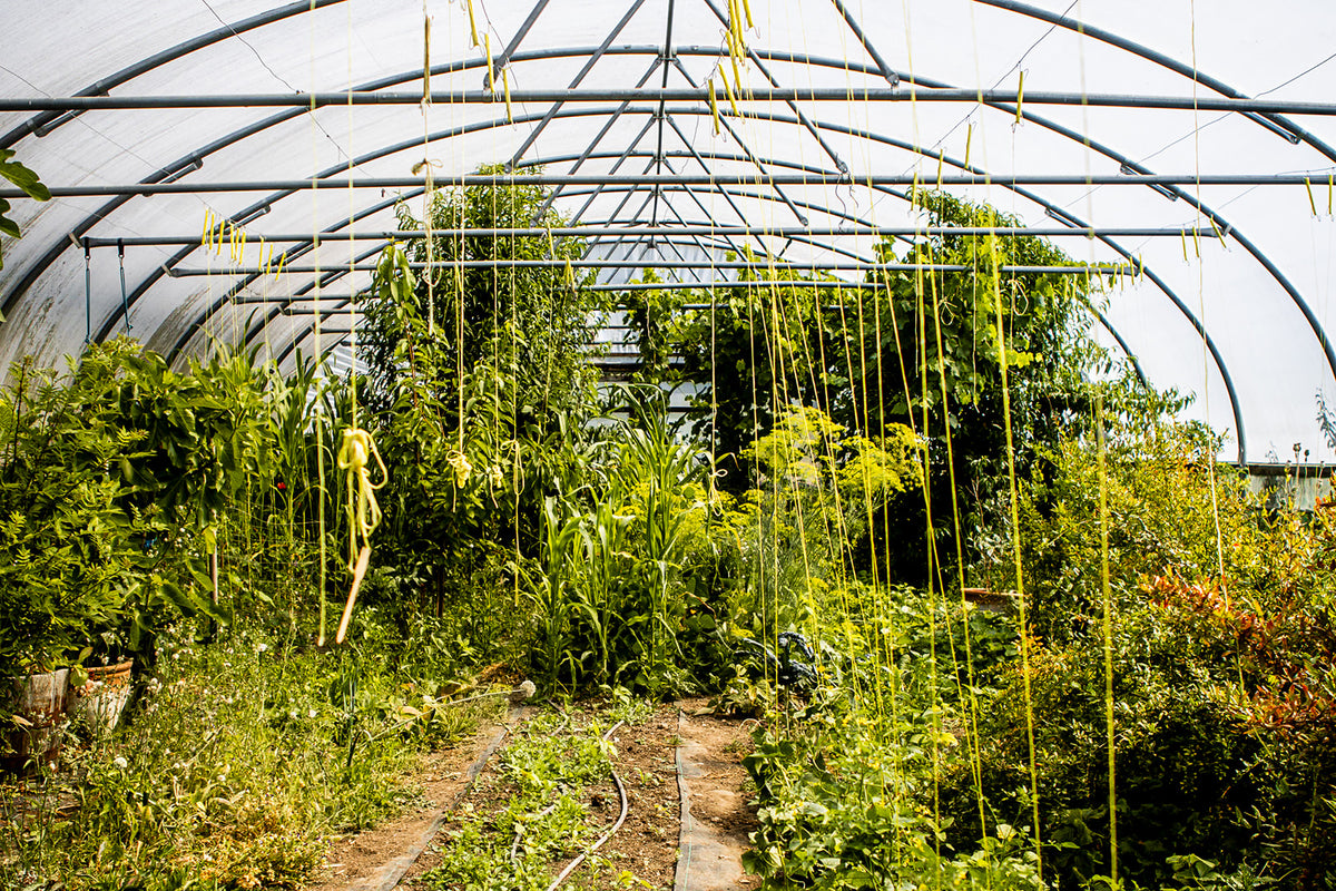 A lush greenhouse interior with rows of green plants, hanging yellow strings, and a curved metal frame covered with translucent material.