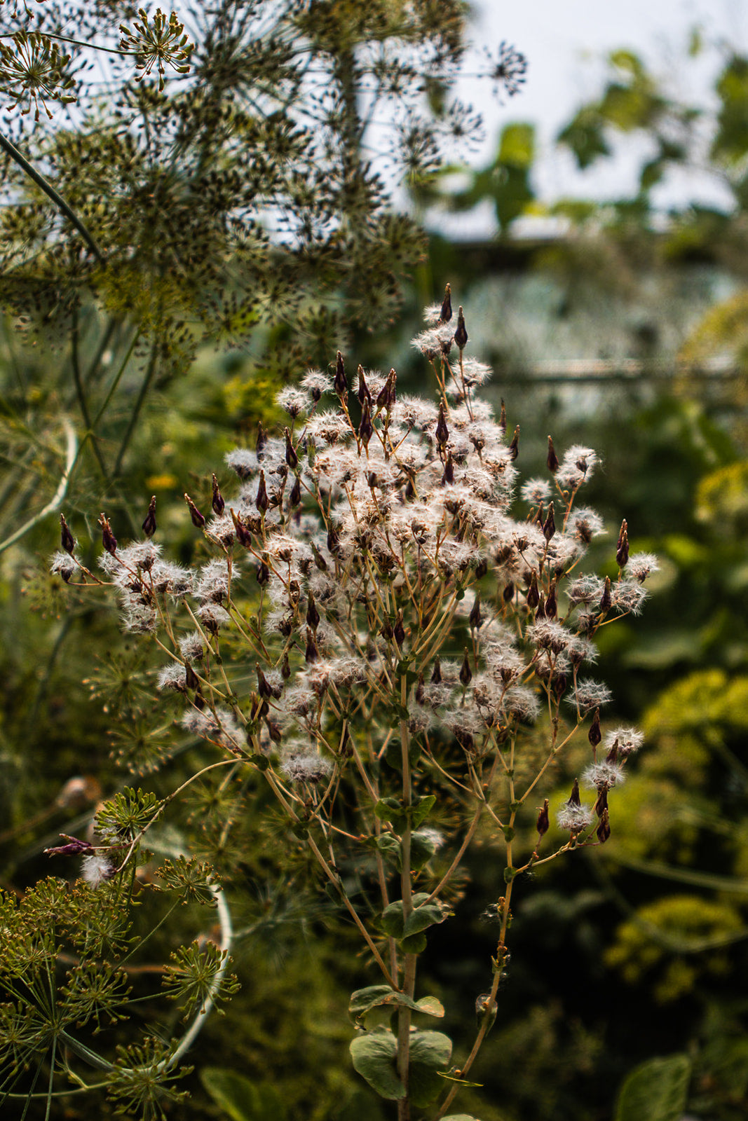 A close-up of a flowering plant with clusters of small pale pink to white blossoms and dark seed heads, surrounded by green foliage in an outdoor garden setting.